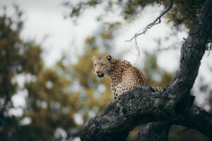 Uganda Safari Packing List 2026: What to Bring to Queen Elizabeth National Park