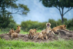 Best Time to Visit Queen Elizabeth National Park: Month-by-Month Guide (2026–2027)
