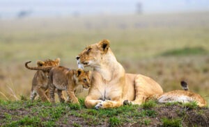 Queen Elizabeth National Park Accommodation: Inside vs. Outside the Park (2026 Guide)