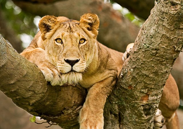 Queen-Elizabeth-National-Park.jpg