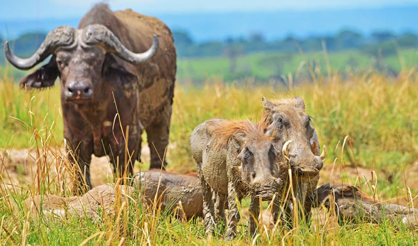 uganda-wildlife.jpg