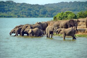 Queen Elizabeth National Park Wildlife: Hippos, Elephants & Tree Lions (2026)